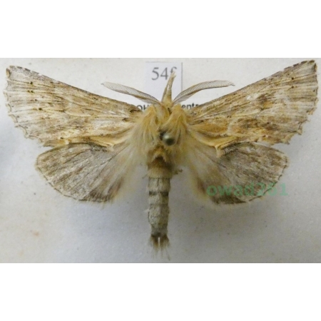 Pterostoma palpina (Clerck, 1759) male Dzióbica głaszczkówka Czech54f